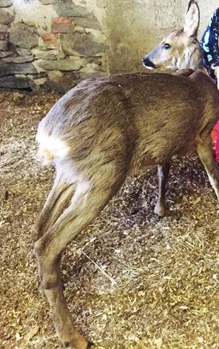 Il capriolo Misha salvato in mare a Varazze torna libero Il capriolo Misha salvato in mare a Varazze torna libero