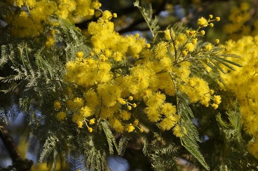 Oltre mille rametti di mimosa nelle Rsa liguri: gli auguri di Coldiretti per la Giornata della Donna