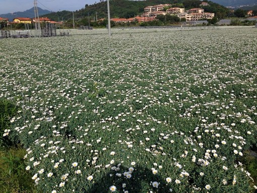 Rai 2: le margherite di Albenga a Sereno Variabile
