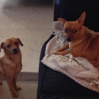 Dai canili lager ad una cuccia a Finale e a “Striscia la Notizia”: la storia d’amore di Maggie e Lucino