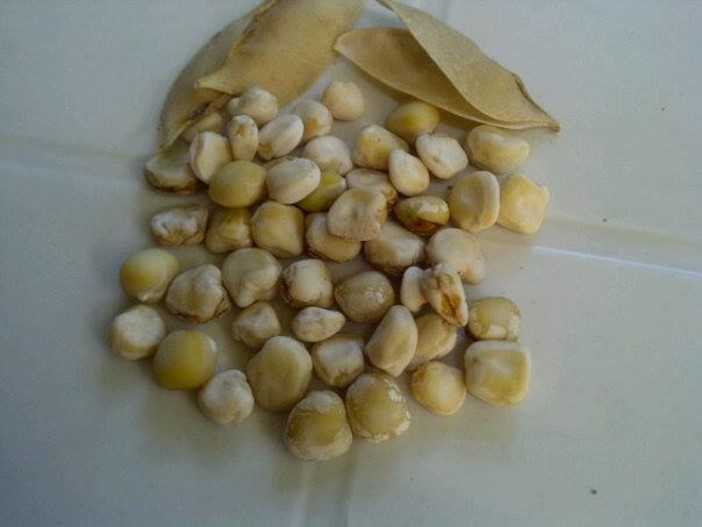 Il Moco delle Valli della Bormida