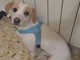 Albenga: appello per ritrovare Mojito, cagnolino scomparso ieri sera
