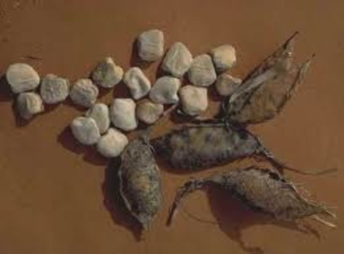 Cengio, il Comune ha iscritto nel registro prodotti De.Co. il Moco delle Valli della Bormida