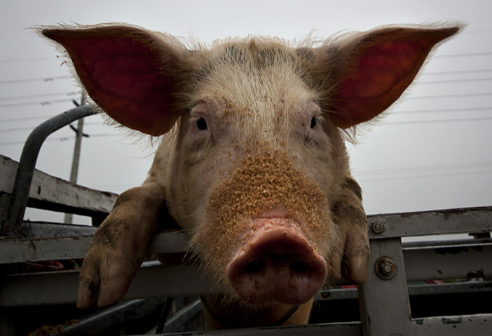 Maiali nutriti con rifiuti speciali, i Nas sequestrano 2300 prosciutti Dop a Cremona