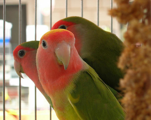 A Cosseria una mostra ornitologica A Cosseria una mostra ornitologica