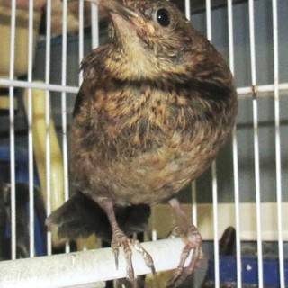 In Liguria prosegue, nonostante la chiusura, la stagione di caccia: la protesta dell'Enpa