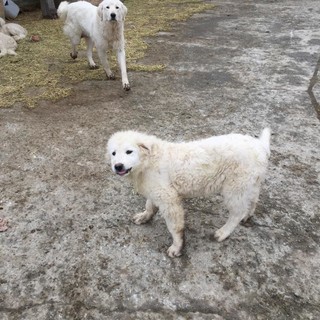 7 cuccioli cercano casa: in regalo pastori maremmani a Stella