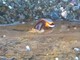 Un misterioso mollusco popola le acque savonesi
