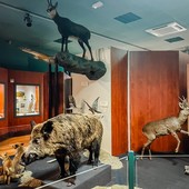 Una sala del Museo di storia naturale di Nizza Una sala del Museo di storia naturale di Nizza