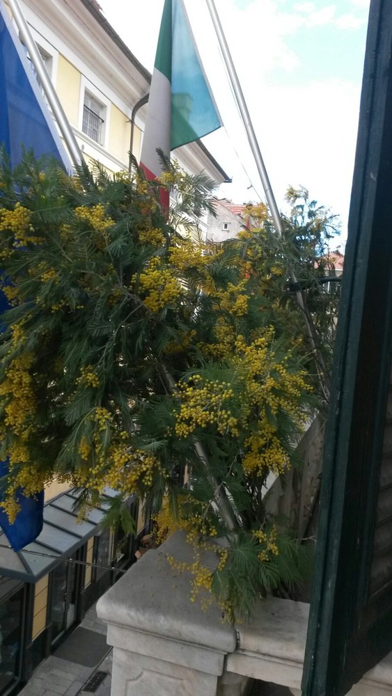 Mimose al balcone del Comune di Finale per la festa della donna Mimose al balcone del Comune di Finale per la festa della donna