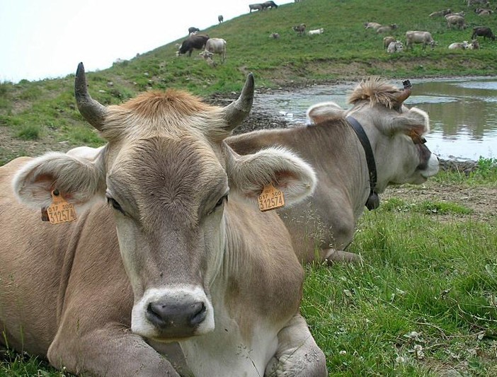 Zootecnia, Coldiretti incontra l’assessore Stefano Mai