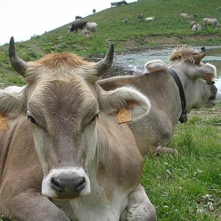 Zootecnia, Coldiretti incontra l’assessore Stefano Mai