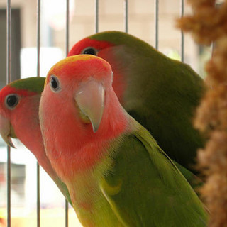 A Cosseria una mostra ornitologica