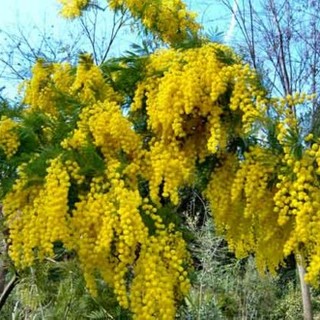Savona, Festa della Donna. L'assessore Marozzi: "Tante iniziative messe in campo dalle associazioni"