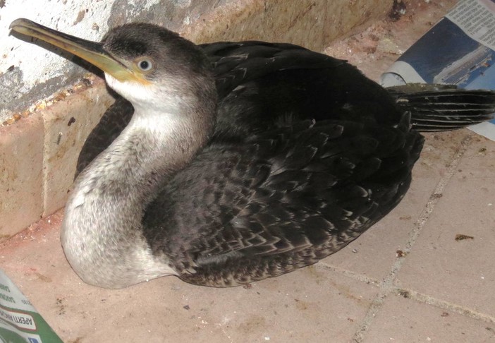 L'Enpa soccorre un marangone nel porto di Savona