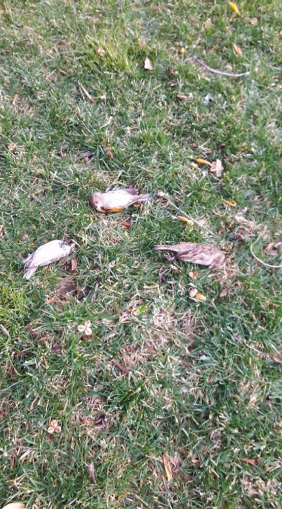 Ceriale, la nuova denuncia del consigliere Giordano: "Continua l'avvelenamento di uccelli sulla passeggiata"