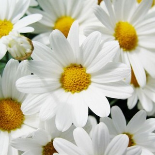 Le piante di Albenga per il Gaslini