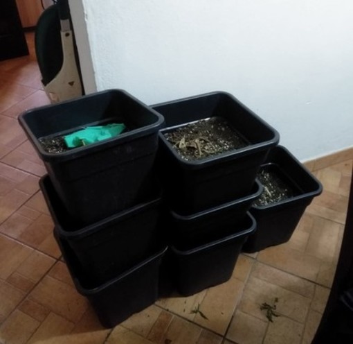 Villanova d'Albenga, "contadino" possedeva foglie di marijuana, semi e flaconi di olio di cannabis: perquisito dai carabinieri