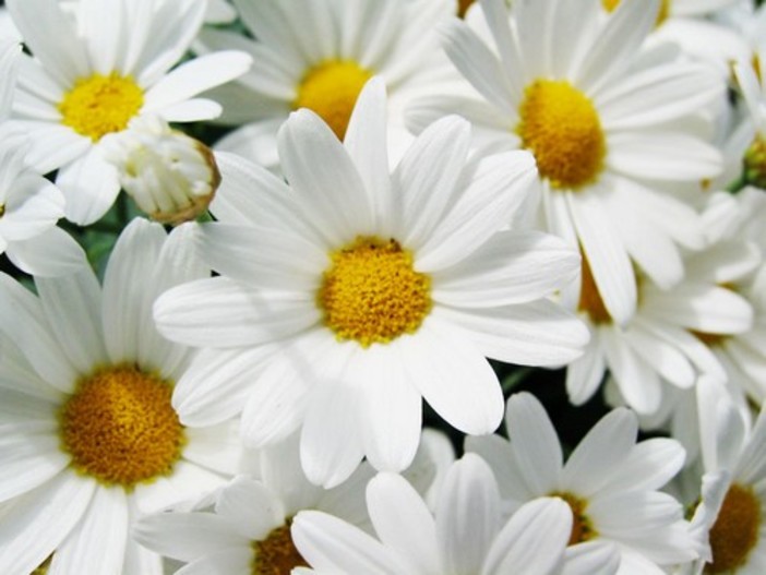 Le piante di Albenga per il Gaslini Le piante di Albenga per il Gaslini