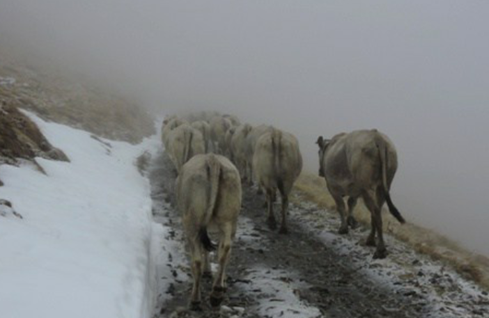 Bovini abbandonati: l'Accademia Kronos si mobilità per salvare gli animali