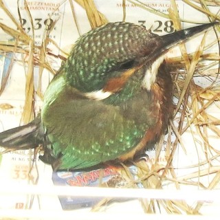 Ritrovato un giovane martin pescatore a Vado