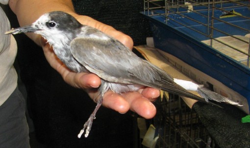 Il mignattino di Finale Il mignattino di Finale