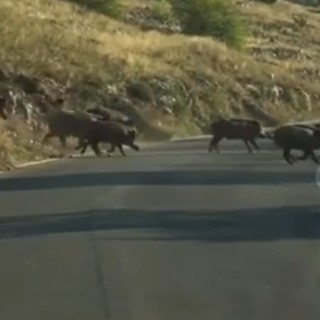 Peste suina, Sanna (PD): “Pensare a ristori non solo per gli allevatori, ma anche per le imprese legate all’outdoor”