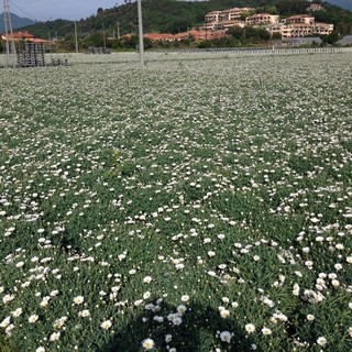 Rai 2: le margherite di Albenga a Sereno Variabile