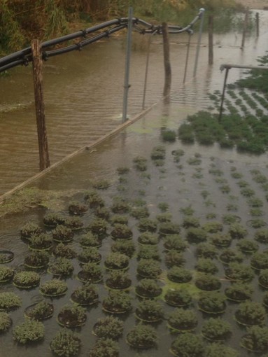 Albenga, diversi vasetti già sommersi dall'acqua: gli agricoltori tremano