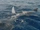 Albenga, avvistamento di 4 mante di circa 2 metri l’una, Lega Navale: "Evento rarissimo nei nostri mari" (VIDEO)