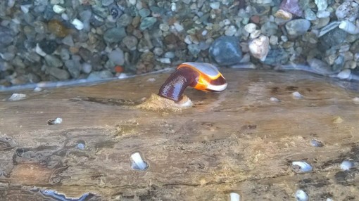 Un misterioso mollusco popola le acque savonesi