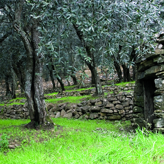 Approvato il Patto di filiera 2024/25 dell’olio extravergine di oliva Riviera Ligure DOP