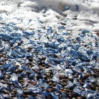 Spiaggiamento delle "Velelle", l'Enpa: "Preoccupa l'aumento del loro numero e la frequenza del fenomeno"