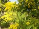 Floricoltura, Coldiretti: “Annata ottima per la mimosa. L’aumento del prezzo compensa la minor produzione”