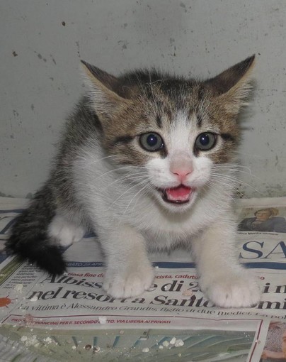 Savona, gatto finisce nel vano motore di un’auto: soccorso dall'Enpa