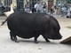 Pietra Ligure "invasa" da asini, galline, oche, suini, conigli: successo per Happy Farm di Coldiretti Pietra Ligure "invasa" da asini, galline, oche, suini, conigli: successo per Happy Farm di Coldiretti