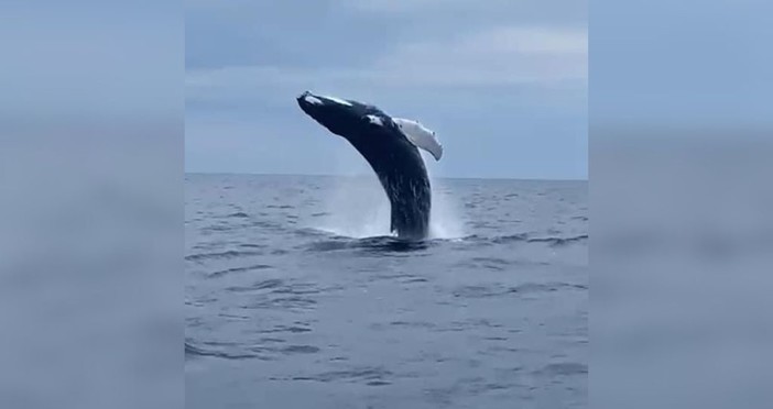 Arenzano, lo spettacolo della megattera che 'danza' poco distante dalla costa (VIDEO)