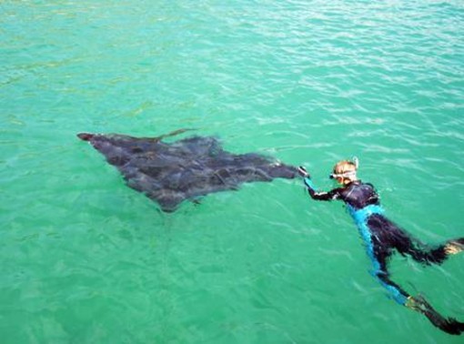 Nuovo salvataggio per la manta a Savona Nuovo salvataggio per la manta a Savona
