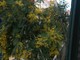 Mimose al balcone del Comune di Finale per la festa della donna Mimose al balcone del Comune di Finale per la festa della donna
