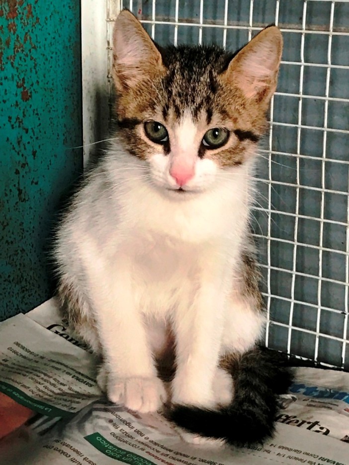 Gatto recuperato nel vano motore di un'auto a Savona, l'Enpa: "Ora sta bene e cerca una famiglia"