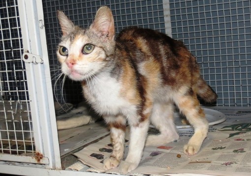 Il gatto Matilda e un'oca cercano casa Il gatto Matilda e un'oca cercano casa
