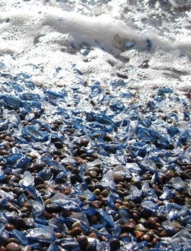 Spiaggiamento delle "Velelle", l'Enpa: "Preoccupa l'aumento del loro numero e la frequenza del fenomeno" Spiaggiamento delle "Velelle", l'Enpa: "Preoccupa l'aumento del loro numero e la frequenza del fenomeno"