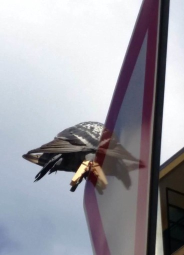 Savona, la denuncia dell'Enpa: "Qualcuno si diverte a torturare i colombi cittadini" Savona, la denuncia dell'Enpa: "Qualcuno si diverte a torturare i colombi cittadini"