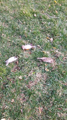 Ceriale, la nuova denuncia del consigliere Giordano: "Continua l'avvelenamento di uccelli sulla passeggiata"