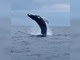 Arenzano, lo spettacolo della megattera che 'danza' poco distante dalla costa (VIDEO) Arenzano, lo spettacolo della megattera che 'danza' poco distante dalla costa (VIDEO)