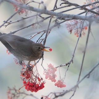 I Giorni della Merla: storia dei tre giorni più freddi dell’anno I Giorni della Merla: storia dei tre giorni più freddi dell’anno