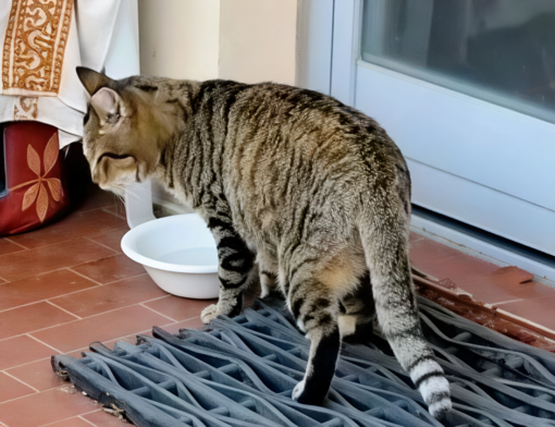 Savona, Micia è tornata a casa: lieto fine per la gatta “condominiale” scomparsa per sette giorni Savona, Micia è tornata a casa: lieto fine per la gatta “condominiale” scomparsa per sette giorni