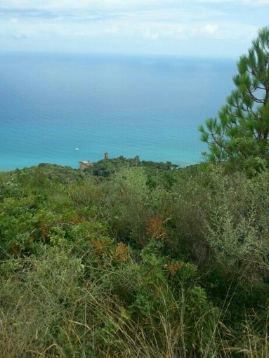Borghetto, cane muore mentre passeggia nei boschi con i padroni e cade in un dirupo Borghetto, cane muore mentre passeggia nei boschi con i padroni e cade in un dirupo