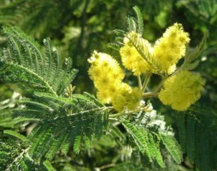 Mimosa fiorita in anticipo, e per la festa della donna?