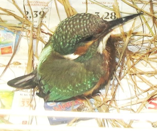 Ritrovato un giovane martin pescatore a Vado